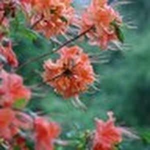 Meet your Posher, Sonali